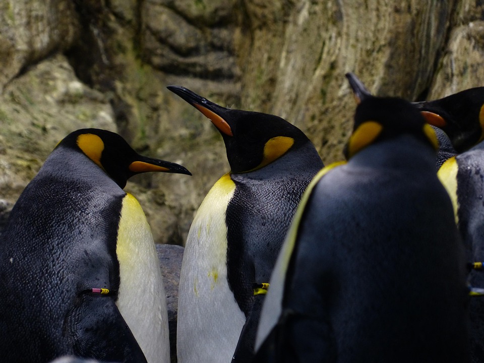 キングペンギン ペンギン くちばし Pixabayの無料写真