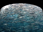 fish swarm, sardines, fish