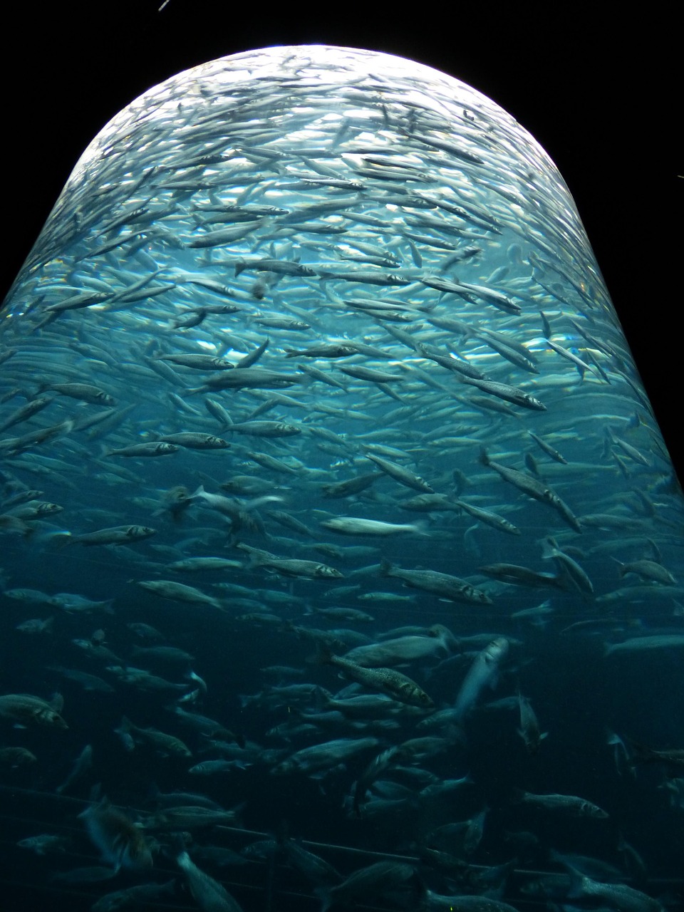 Sardines Fishes Swarm Glass Free photo on Pixabay Pixabay