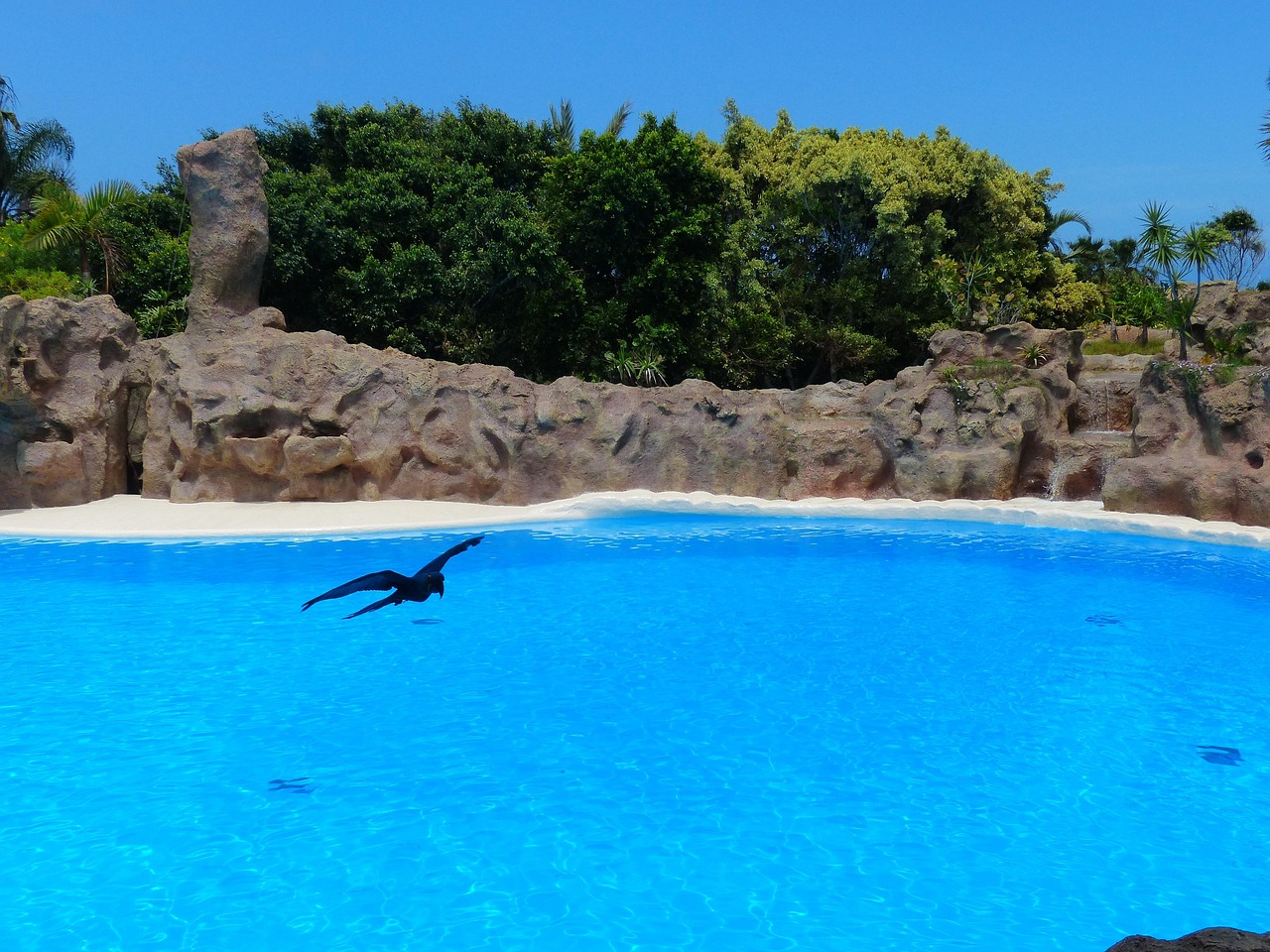 Bird - free online jigsaw puzzle photo