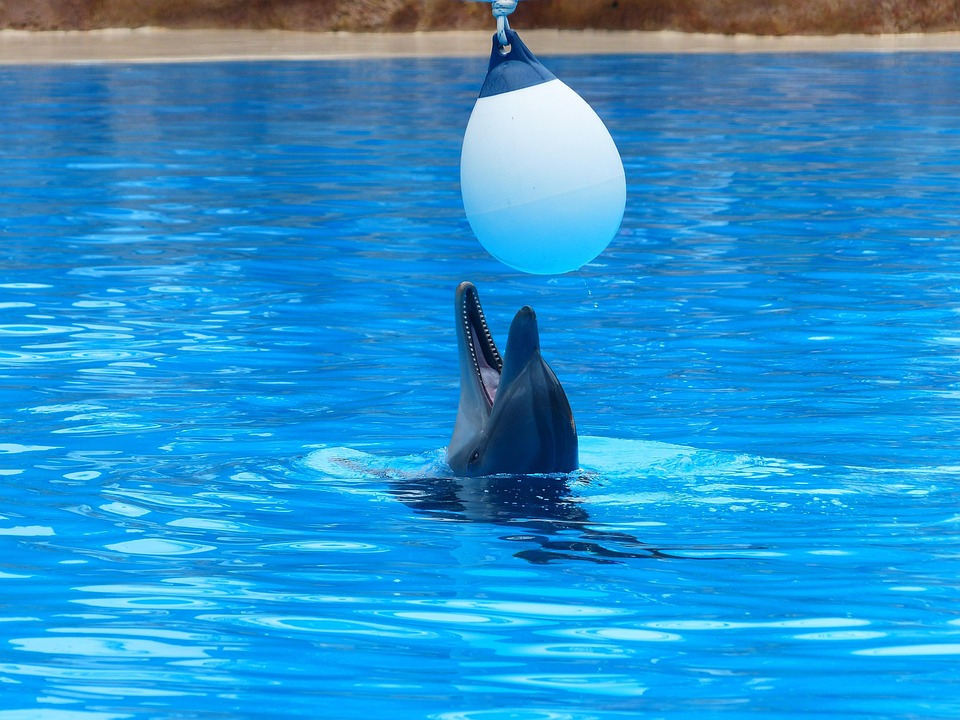 Delphin Spiel Delphin Spiel