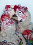 parrots, young birds, rearing
