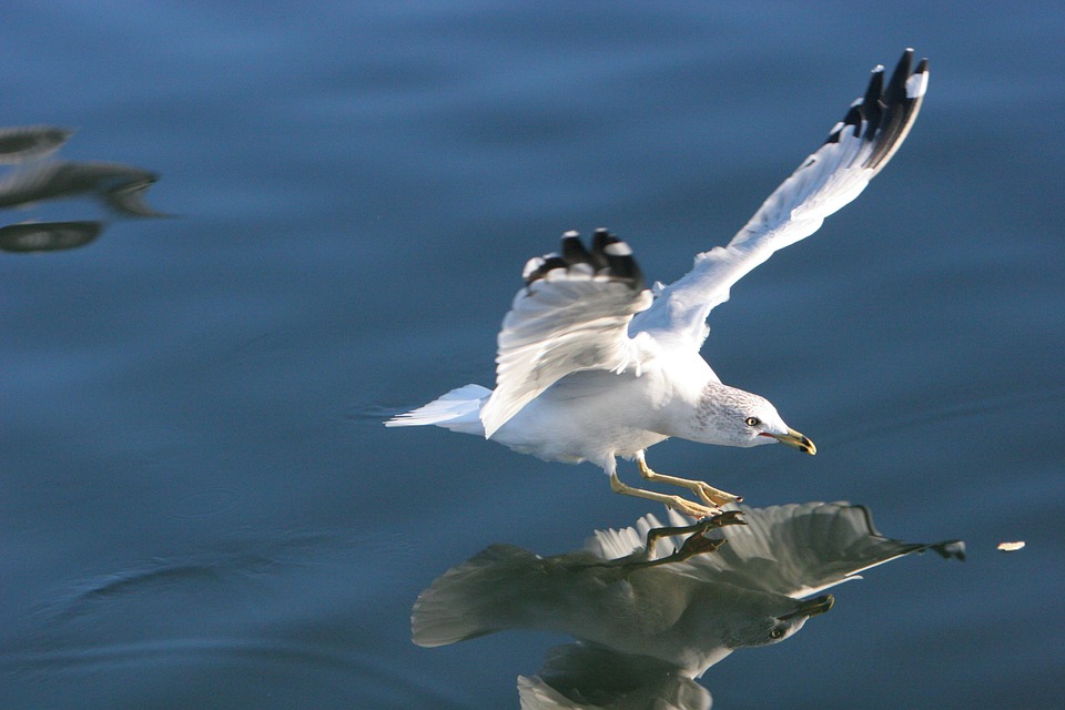 Mouette Oiseau D'Atterrissage · Photo gratuite sur Pixabay