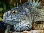 green iguana, iguana, iguana iguana