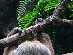 sloth, claw, detention