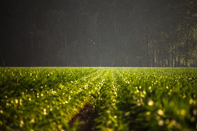 Free Field Forest photo and picture