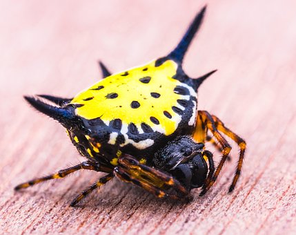 Free Spider Arachnid photo and picture