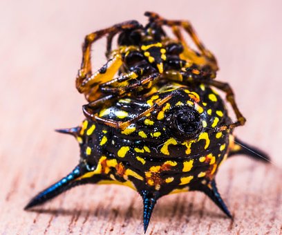 Free Spider Arachnid photo and picture