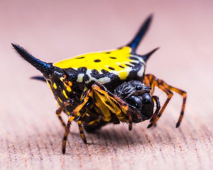 Free Spider Arachnid photo and picture