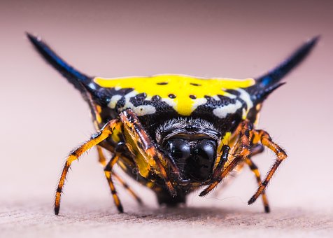 Free Spider Arachnid photo and picture