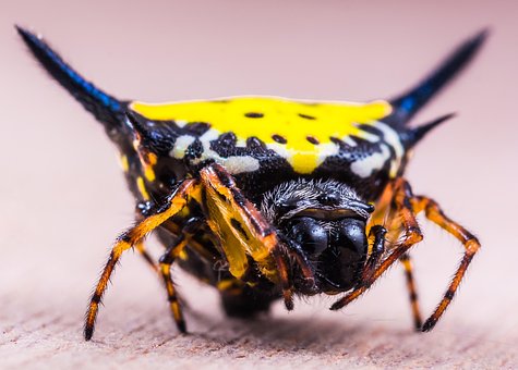 Free Spider Arachnid photo and picture