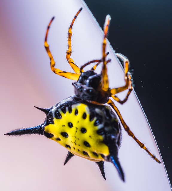 Free Spider Arachnid photo and picture