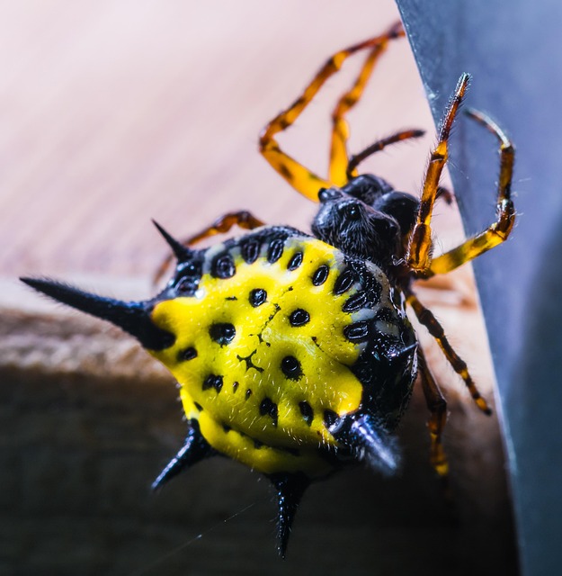 Free Spider Arachnid photo and picture