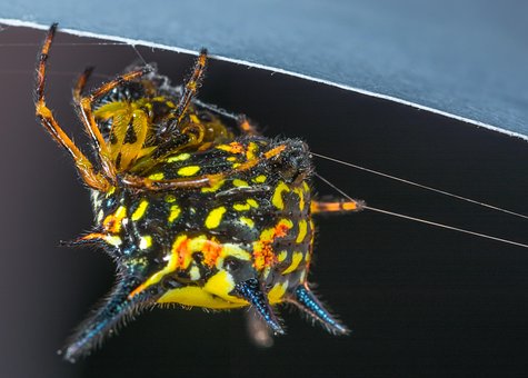 Free Small Spider Spider photo and picture