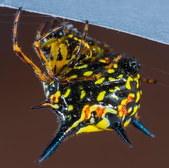 Free Small Spider Spider photo and picture