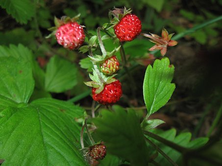 Free Strawberries Fragaria photo and picture