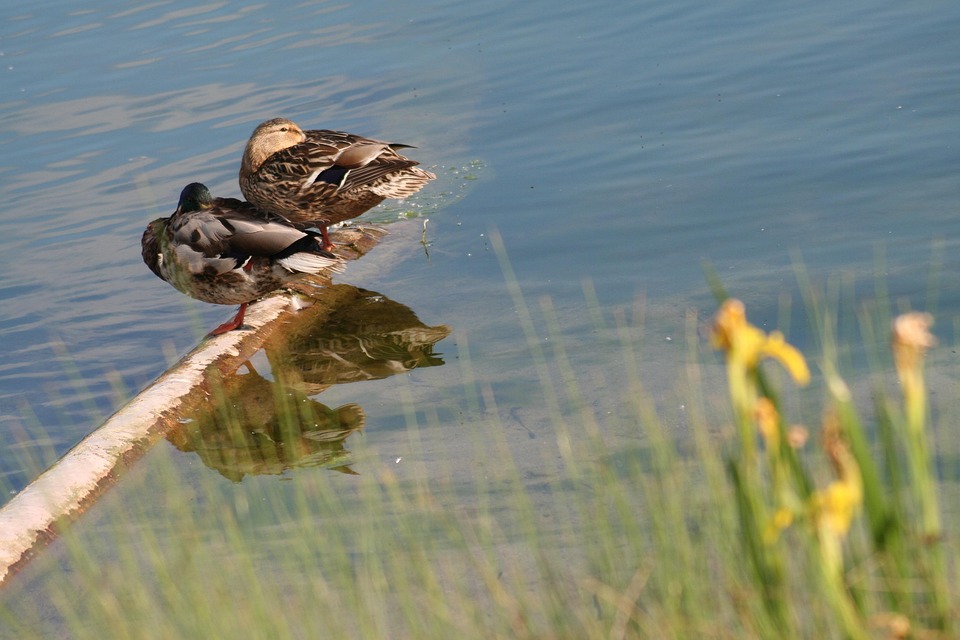 Ducks Pair Sleep - Free photo on Pixabay - Pixabay