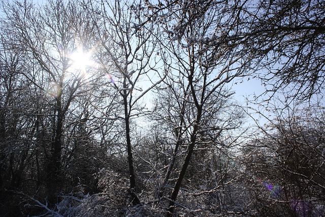 Free Trees Snow photo and picture