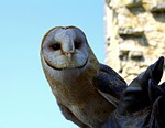 barn owl, owl, bird