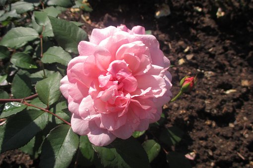Free Roses Pink photo and picture