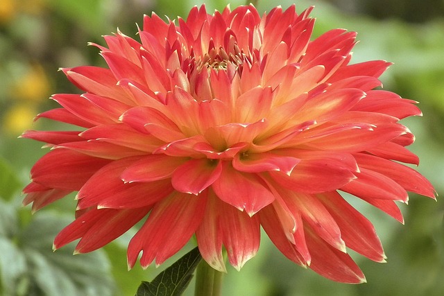 Free Dahlia Red photo and picture