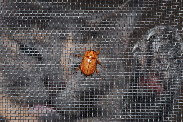 Free Christmas Beetle Beetle photo and picture