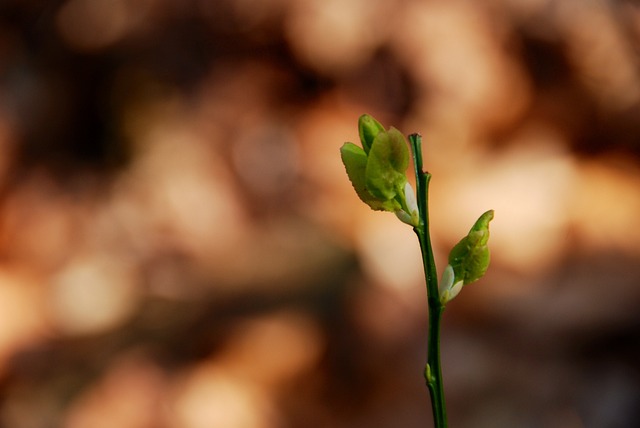 Free Plant Macro photo and picture
