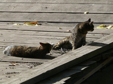 Katzen, Paar, Inländisch, Haustier