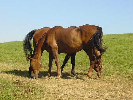 Pferde, Säugetier, Bauernhof