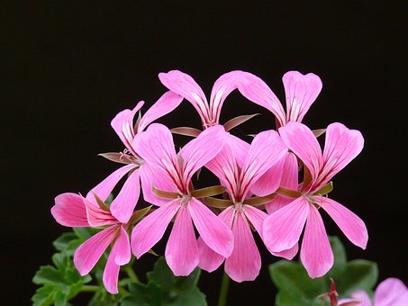 Pelargonie, Schöne Blumen, Blüte, Blume