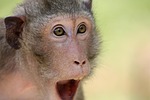 the monkey, animal, zoo