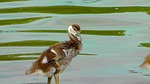 small, cute, fluff