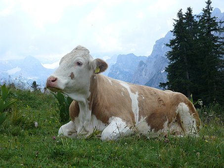 Kuh, Das Vieh, Weide, Feld, Vieh, Natur