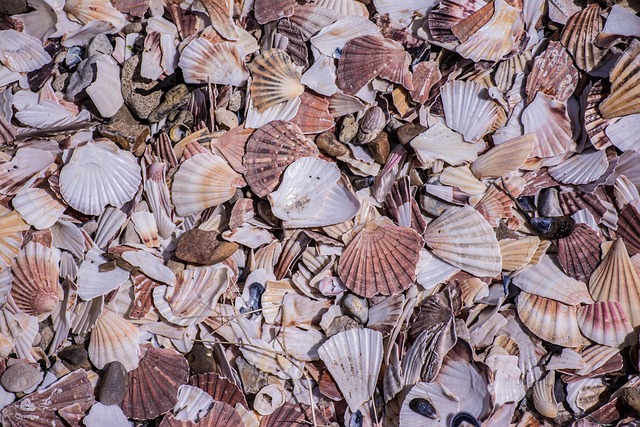 Shellfish Beach Coast - Free photo on Pixabay - Pixabay