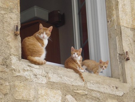 Free Cats Animal photo and picture