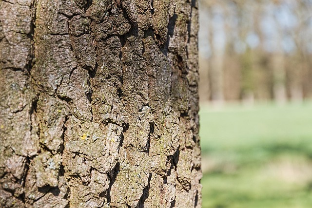 Baum, Rinde, Natur, Stamm, Borke, Braun