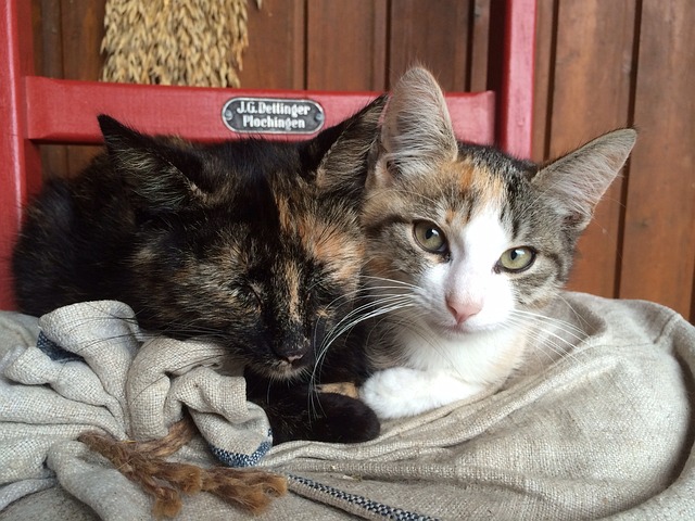 Kat, Dieren, Huiskat, Lieve, Vrienden