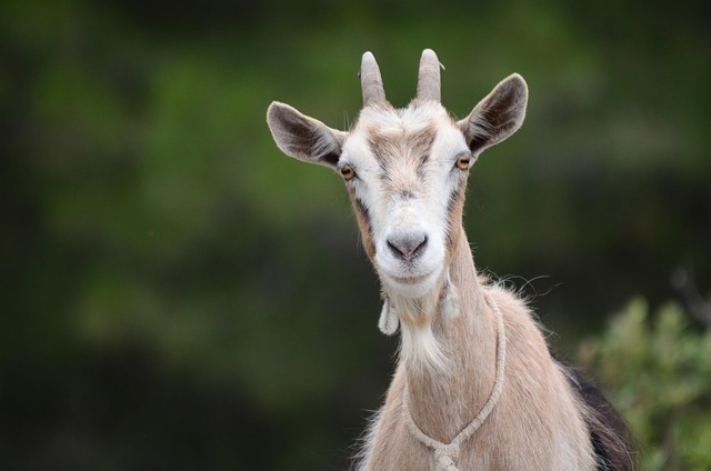 Free Goat Animal photo and picture