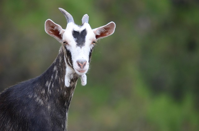 Free Goat Animal photo and picture