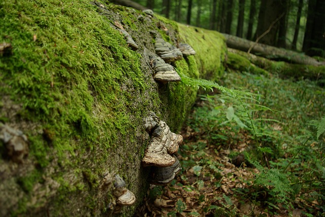 Free Tree Tree Mushroom photo and picture
