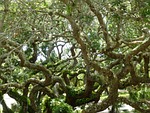 tree, nature, twisty