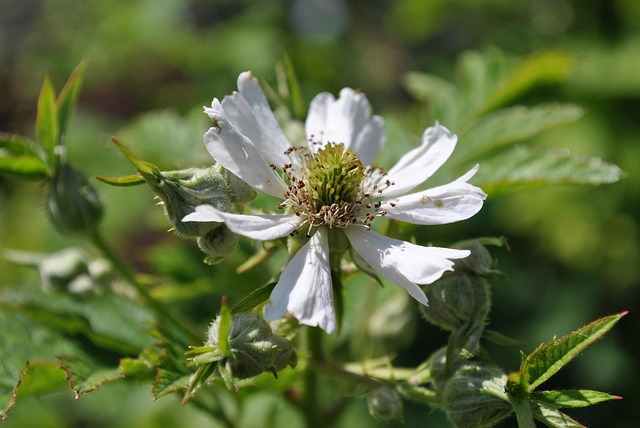 Free Nature Blossom photo and picture