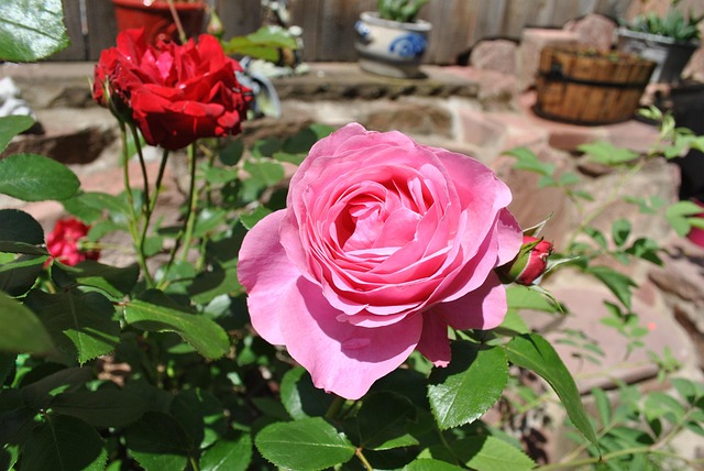 Free Rose Nature photo and picture