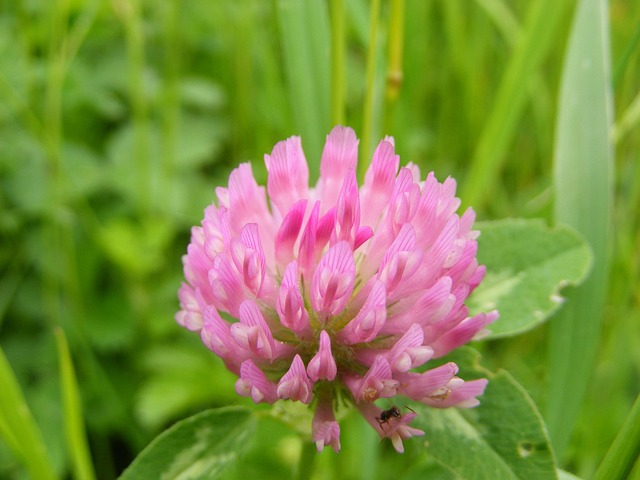Free Clover Nature photo and picture