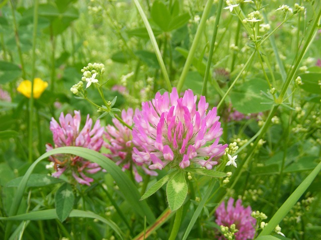 Free Clover Nature photo and picture
