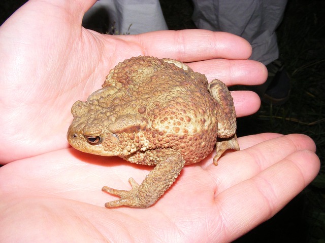 Free Toad Reptile photo and picture