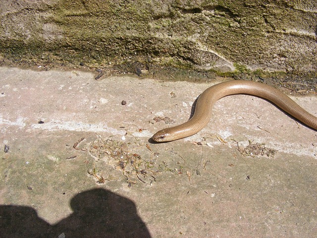 Free Line Blindworm photo and picture