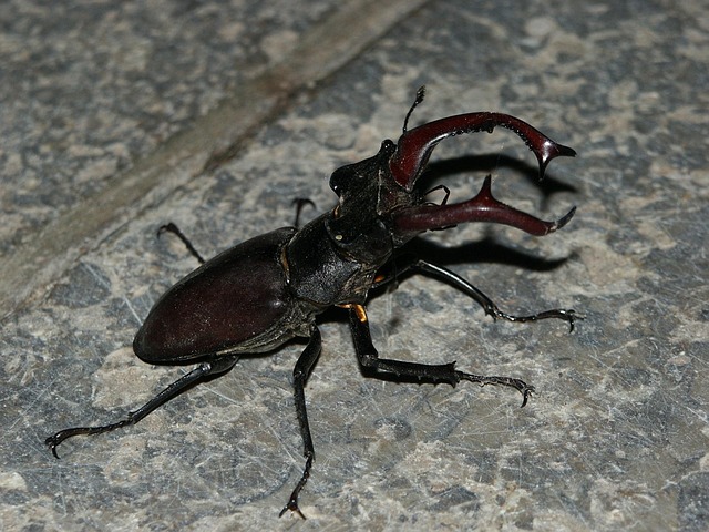 Free Stag Beetle Beetle photo and picture