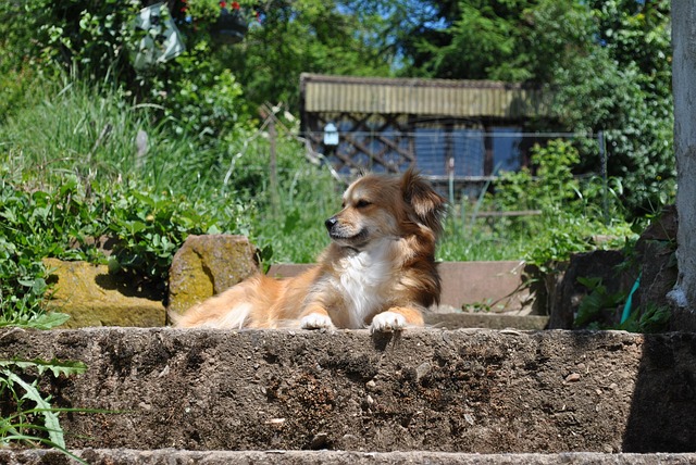 Free Dog Pooch photo and picture