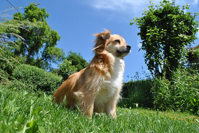 Free Dog Pooch photo and picture